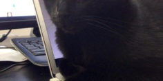 DiNozzo