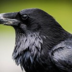 A Raven