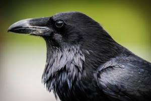 A Raven