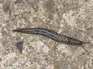 Great Grey Slug