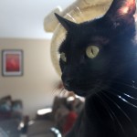 my cat dinozzo