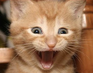 Excited Kitty says YAY!