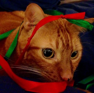 Riley the Cat with a Christmas Ribbon