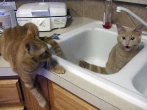 Riley and Malley in the Sink