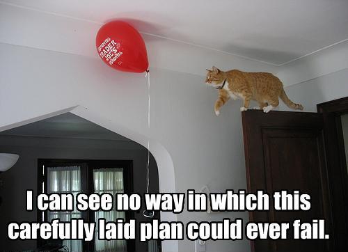 Cat does not plan