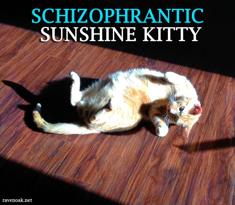Schizophrantic Sunshine Kitty Riley