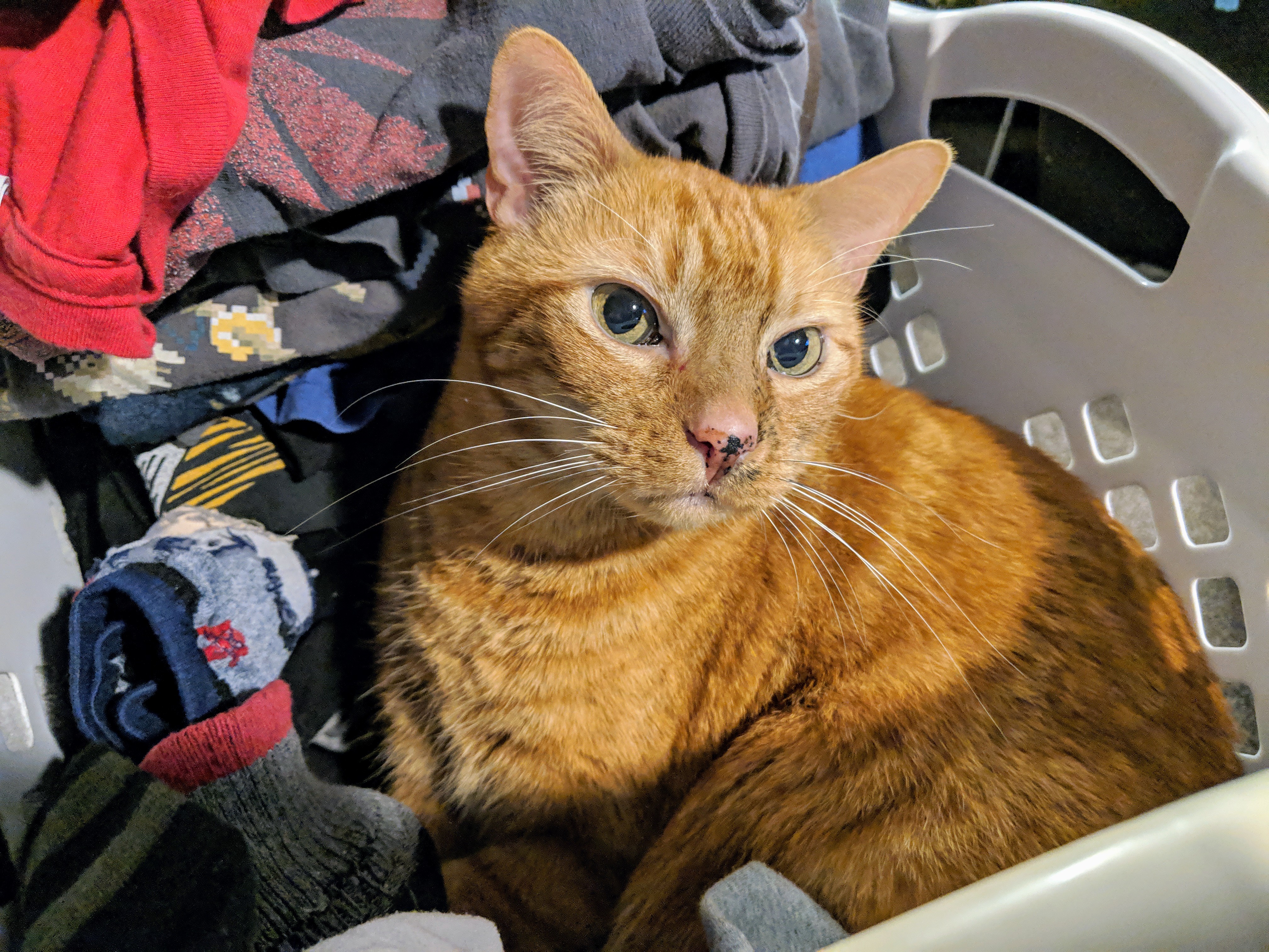 Riley making a bed out of the laundry