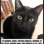 Cat-tain's Log: Episode 038