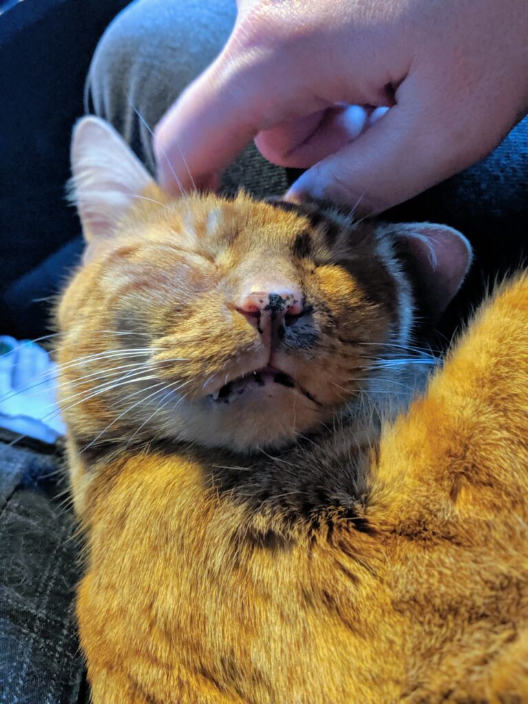 Riley, a ginger kitty, is enjoying head scritches