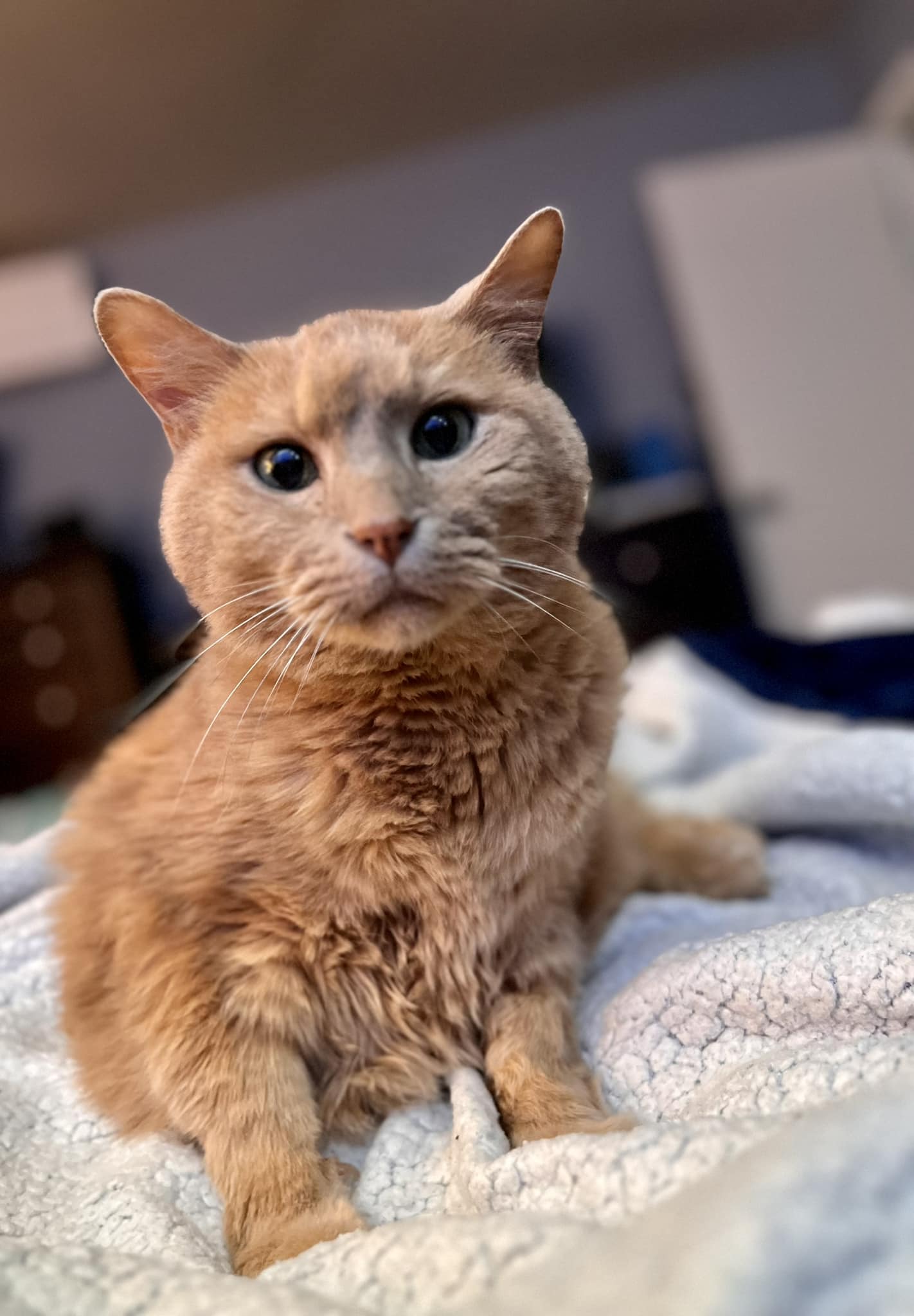 A tan cat named Malley sits on the bed before surgery day.