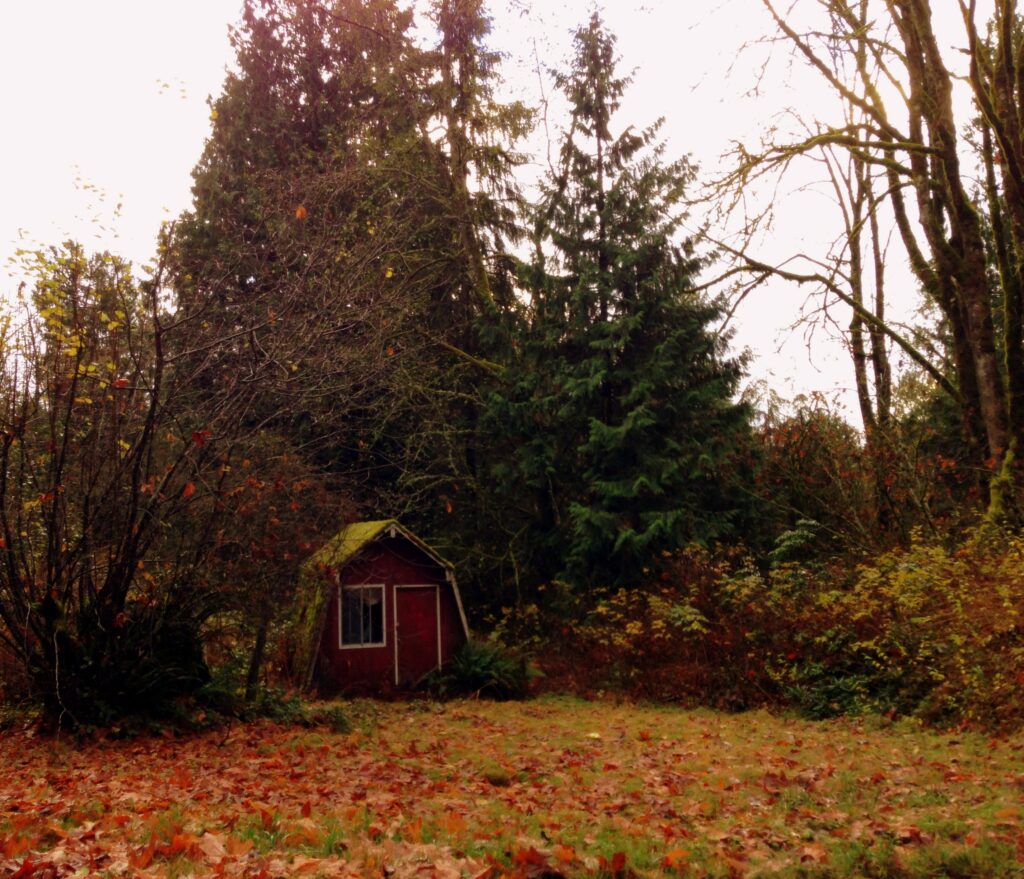 A small shed, covered in moss, is nestled amongst the evergreens on a fall day. Photo by Raven Oak.