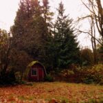 A small shed, covered in moss, is nestled amongst the evergreens on a fall day. Photo by Raven Oak.