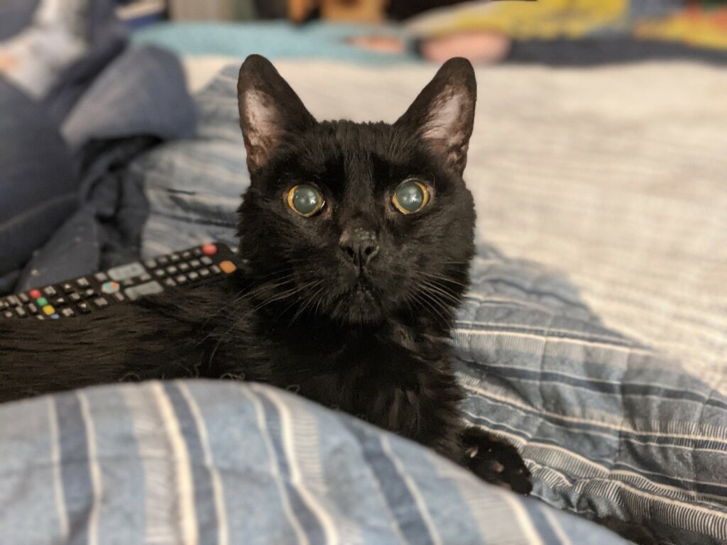 DiNozzo, a black Bombay cat, is sitting on a blue striped quilt. His ears are up and he is looking at the camera.