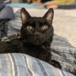 DiNozzo, a black Bombay cat, is sitting on a blue striped quilt. His ears are up and he is looking at the camera.