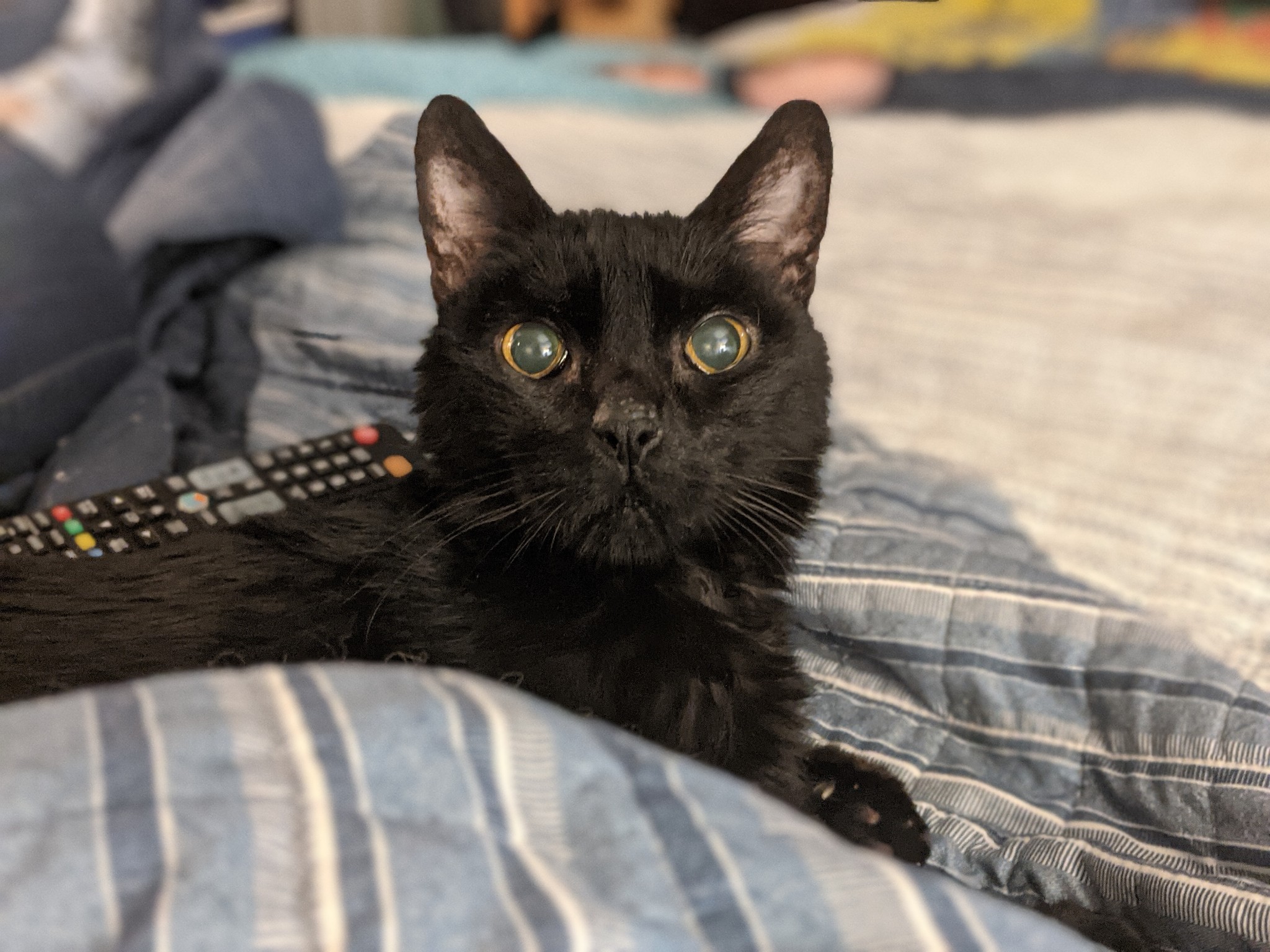 DiNozzo, a black Bombay cat, is sitting on a blue striped quilt. His ears are up and he is looking at the camera.