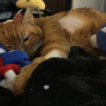 Riley the day before he passed. He is laying on the bed on a NASA blanket. His sides are shaved, as are his arms, from all the procedures at the ER. He is tired.