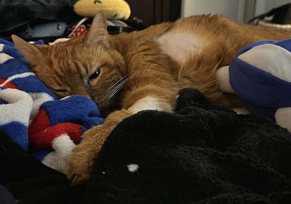 Riley the day before he passed. He is laying on the bed on a NASA blanket. His sides are shaved, as are his arms, from all the procedures at the ER. He is tired.